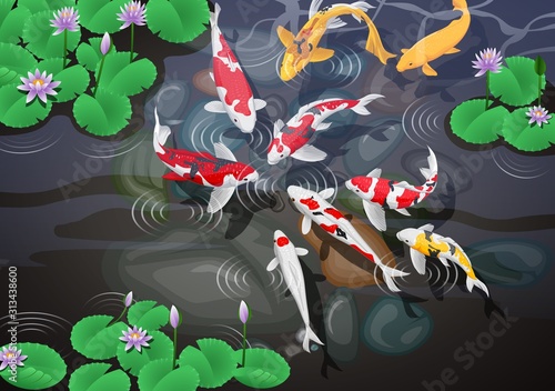Carps koi fish underwater pond vector illustration