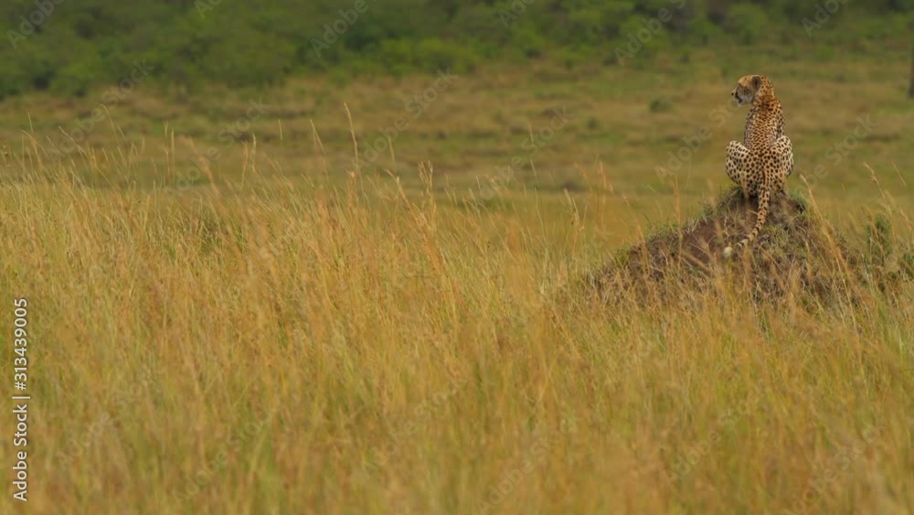 cheetah closeup in masai mara grassland animal wildlife video cheetah closeup in masai mara grassland animal wildlife video