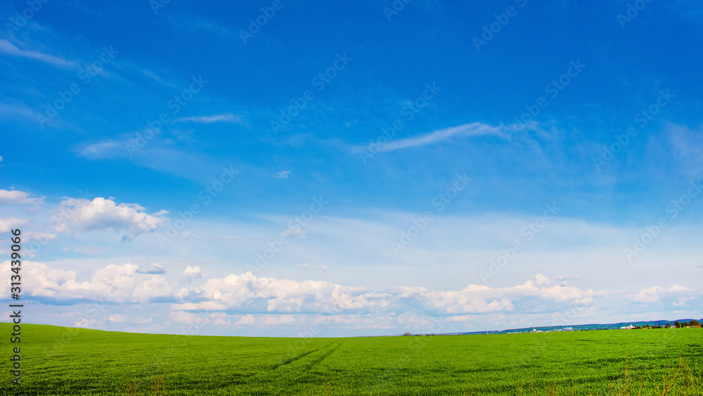 Field with green grass and blue sky with light clouds_ Field with green grass and blue sky with light clouds_