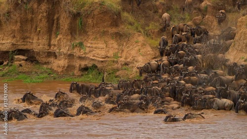 wildebeest migration crossing river in masaimara national reserve animals jumping in  water photo