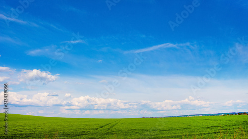 Field with green grass and blue sky with light clouds_