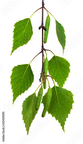 Birch branch with green leaves and earrings on a white isolated background_
