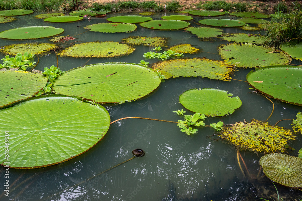 Vitória Régia, planta aquática típica da região amazônica. Manaus, Amazonas. Dezembro 2019 Vitória Régia, planta aquática típica da região amazônica. Manaus, Amazonas. Dezembro 2019