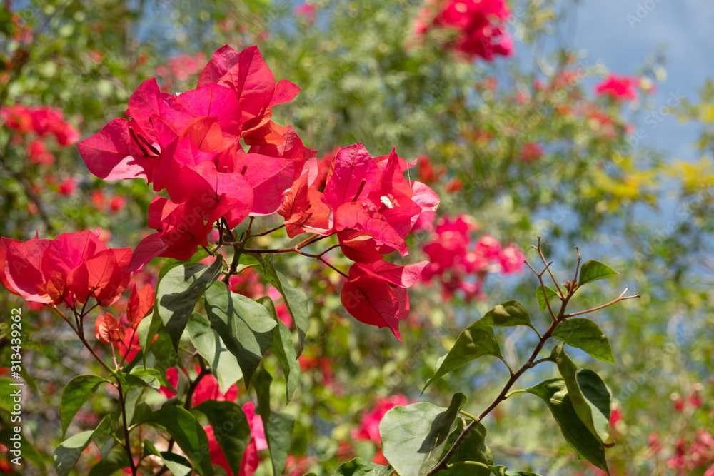 red bougainvillea flowers