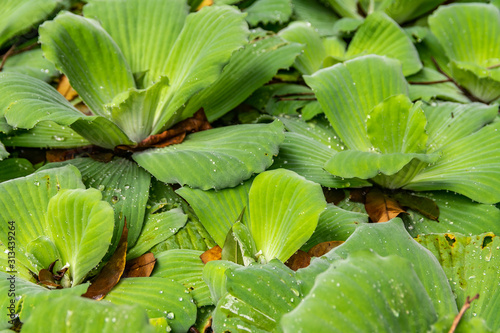 Vitória Régia, planta aquática típica da região amazônica. Manaus, Amazonas. Dezembro 2019