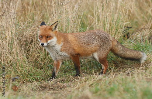 A magnificent hunting wild Red Fox, Vulpes vulpes, walking along the edge of a field. © Sandra Standbridge