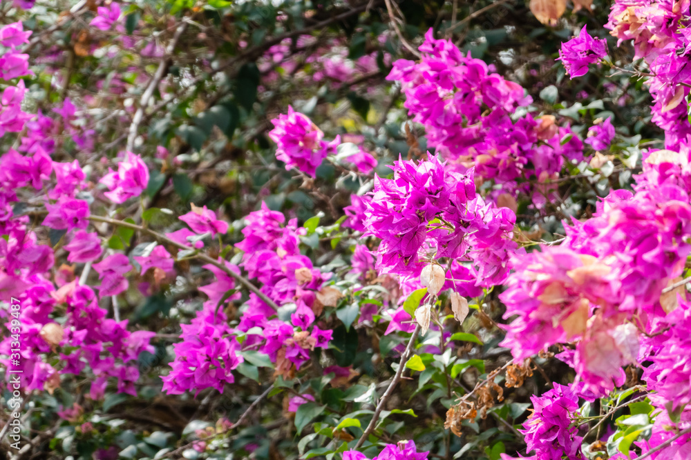 pink bougainvillea flowers pink bougainvillea flowers