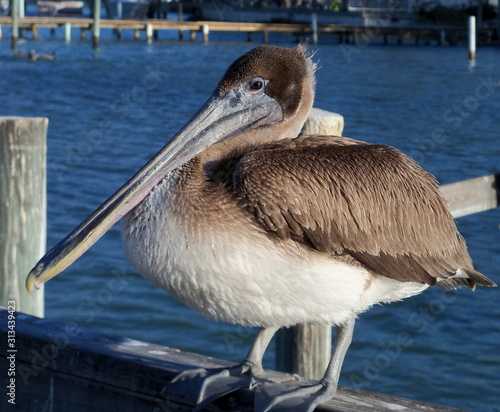 Single pelican sitting on a peir