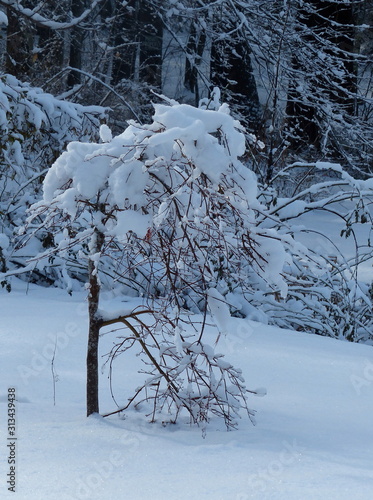 Single snow covered tree