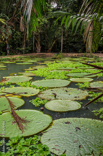 Vitória Régia, planta aquática  típica da região amazônica. Manaus, Amazonas. Dezembro 2019 © ericatarina