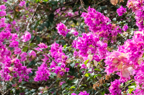 pink bougainvillea flowers © ChenPG