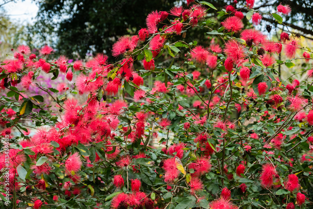 red powderpuff flowers