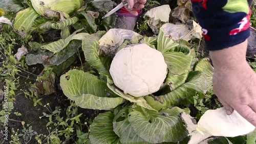 Farmer harvesting fresh head cabbage. Hands picking a cabbage in vegetable garden. Thick green leaves of an organic cabbage plant.