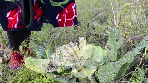 Farmer harvesting fresh head cabbage. Hands picking a cabbage in vegetable garden. Thick green leaves of an organic cabbage plant.