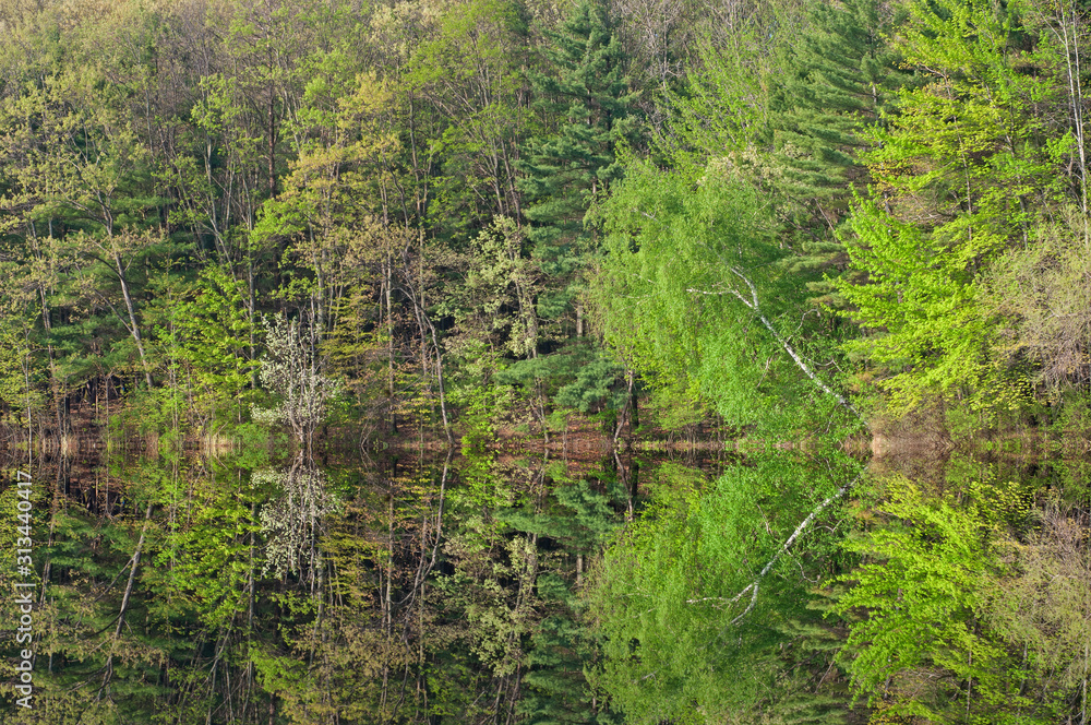 Obraz premium Spring landscape of the shoreline of Hall Lake with mirrored reflections in calm water, Yankee Springs State Park, Michigan, USA