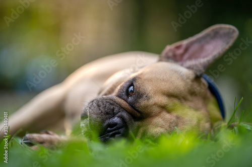 Cute french bulldog sleeping on the grass at garden.