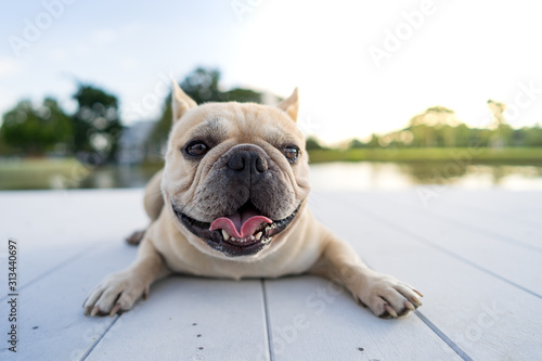Fototapeta Naklejka Na Ścianę i Meble -  Cute french bulldog lying on the white wooden wall along the lake.