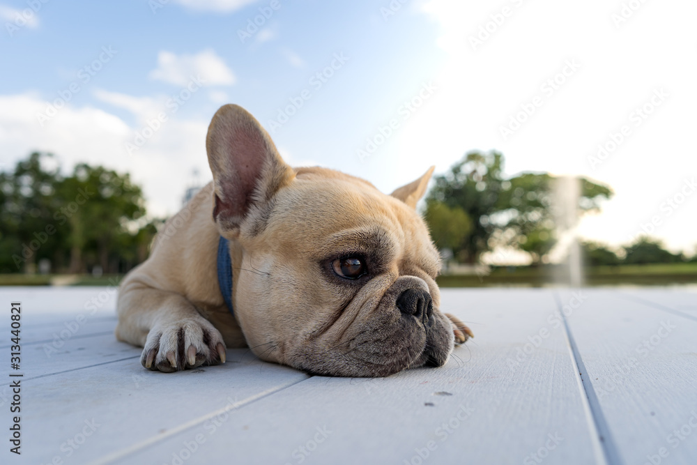 Cute french bulldog lying on the white wooden wall along the lake.