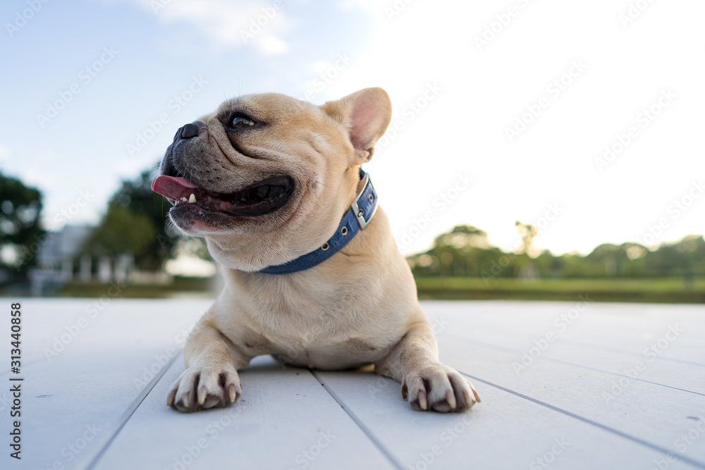 Cute french bulldog lying on the white wooden wall along the lake.