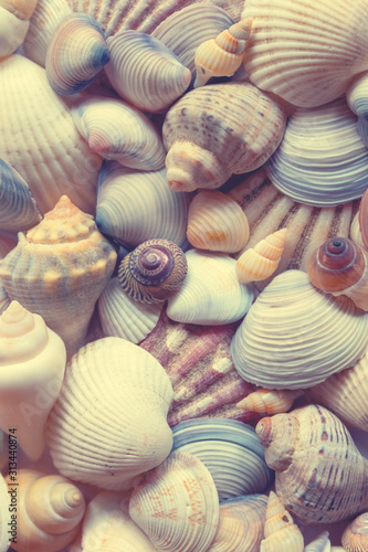 Sea shells background. Seashells background. 