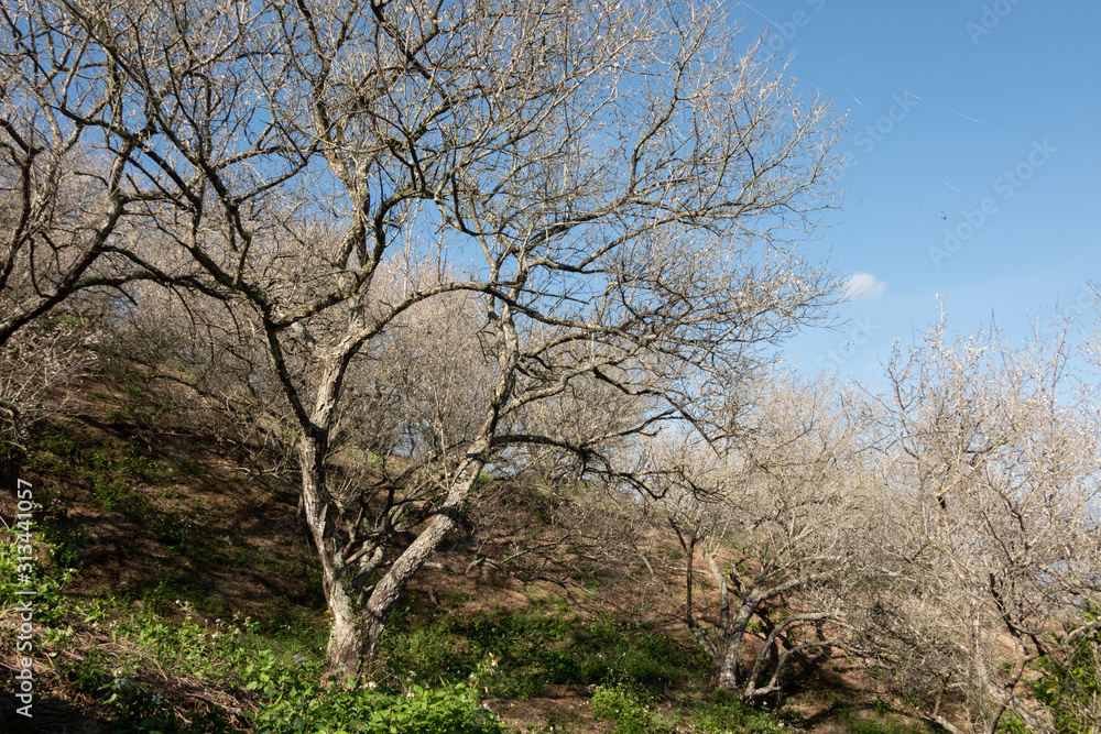 landscape of white plum blossom