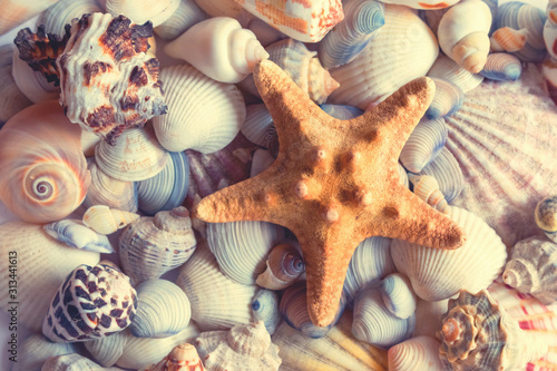 Sea shells background. Background with different seashells and a starfish. 