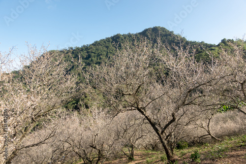 landscape of white plum blossom