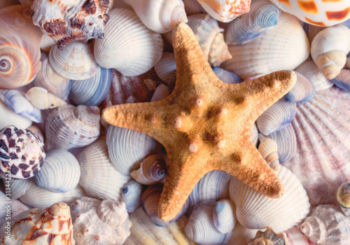 Sea shells background. Background with different seashells and a starfish. 