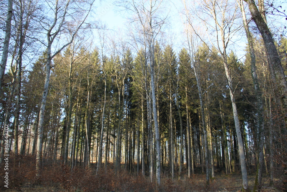 Obraz premium Forêt de résineux