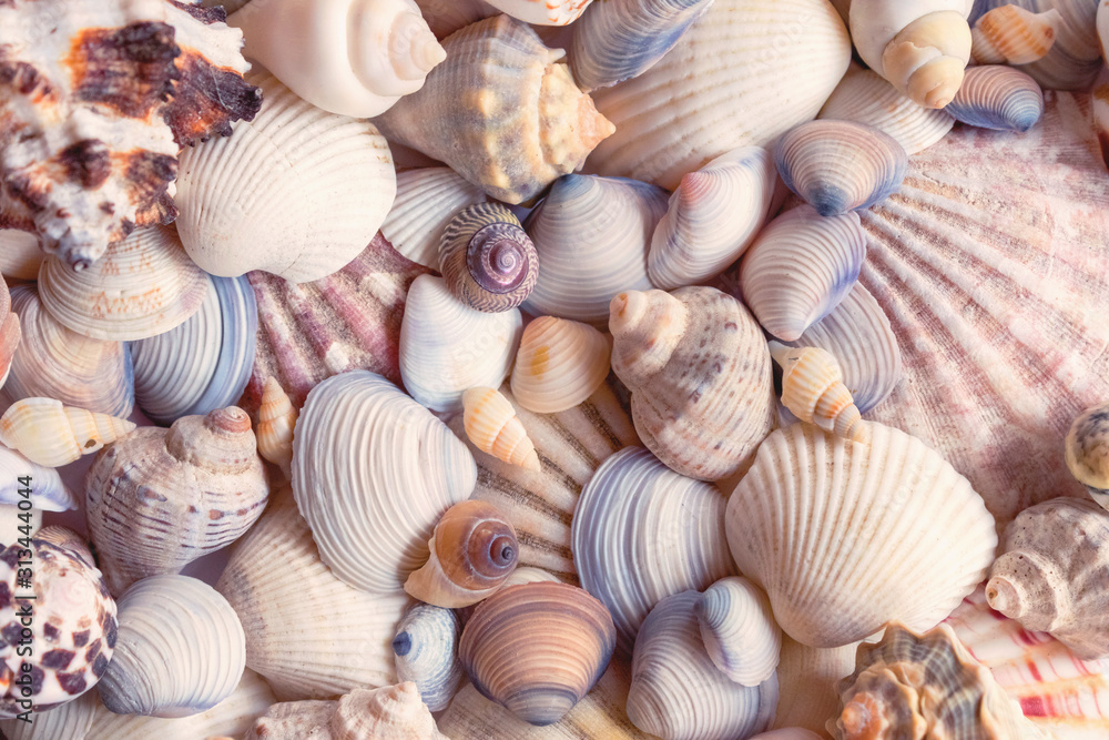 Sea shells background. Seashells background. Sea shells background. Seashells background.