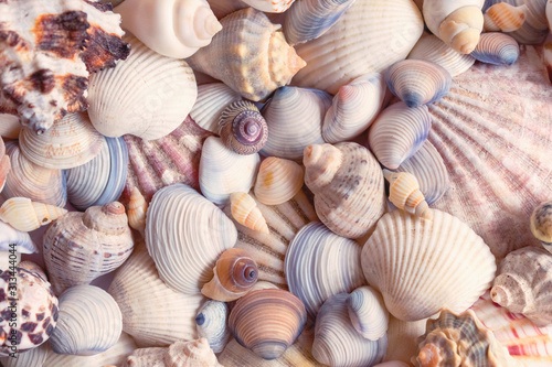 Sea shells background. Seashells background. 
