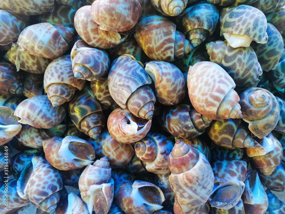 Sweet shells placed on strong food in the market Sweet shells placed on strong food in the market