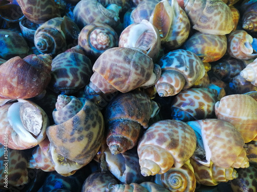 Sweet shells placed on strong food in the market