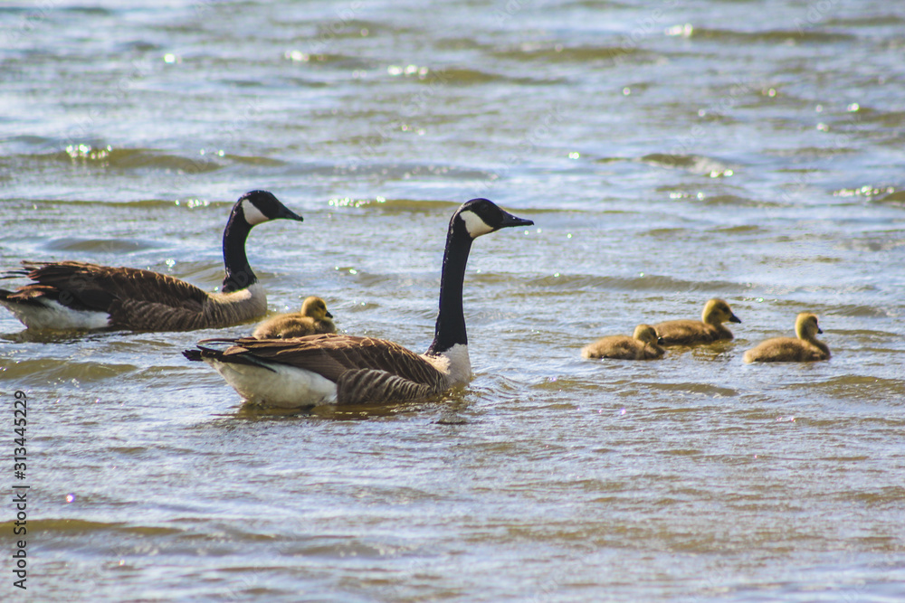 Fototapeta premium A duck family on a lake in Tauranga, North Island, New Zealand