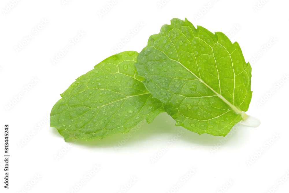 Fresh spearmint leaves isolated on white background Fresh spearmint leaves isolated on white background