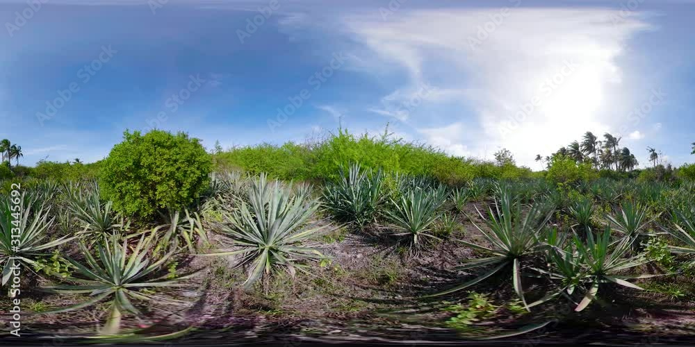 Rainforest and bushes on the island. 360 VR. Forest and tropical vegetation. Rainforest and bushes on the island. 360 VR. Forest and tropical vegetation.