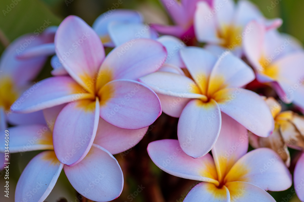 Close up shot of blooming flower in summer Close up shot of blooming flower in summer