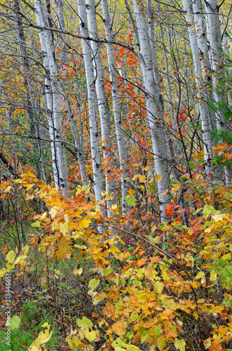 553-23 Birch Trees in the Forest
