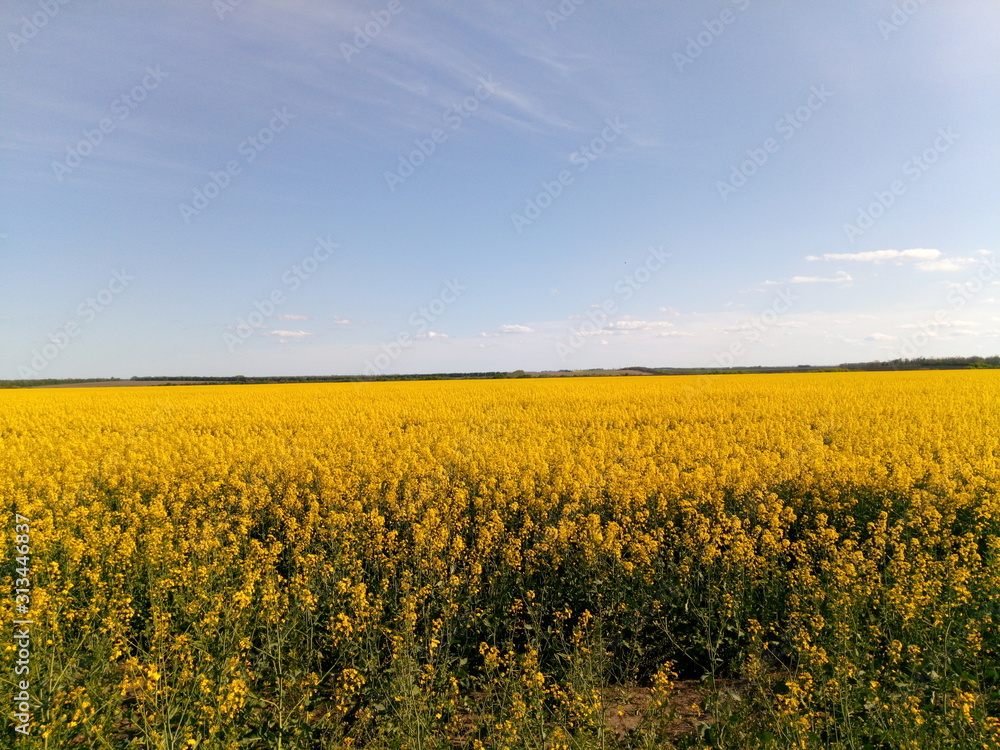 Fototapeta premium flower field