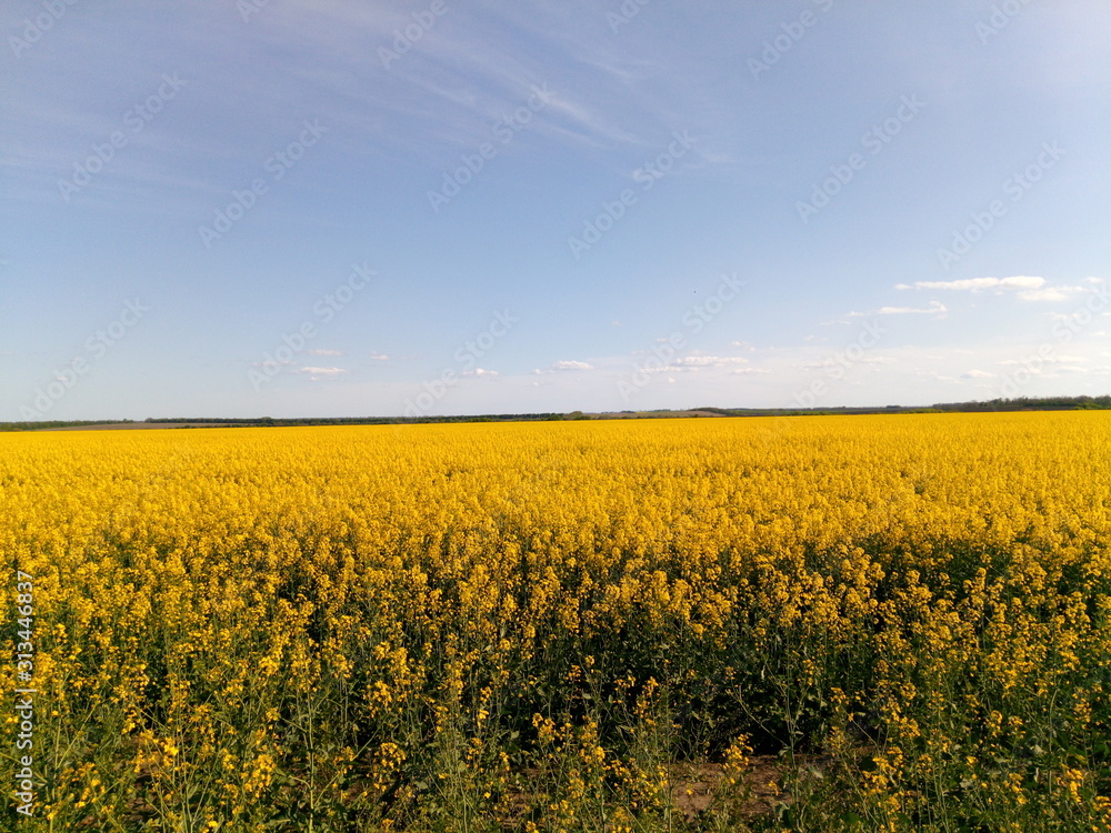 flower field