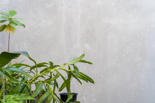Tropical plant against polished plaster wall. © tienuskin