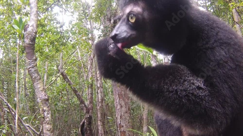 Beautiful image of the Indri lemur (Indri Indri) sitting on tree in Madagascar