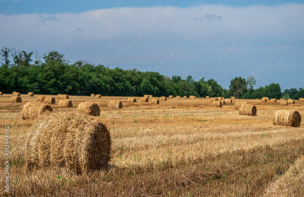 Bales of straw on a mown wheat field after harvesting. Selective focus.