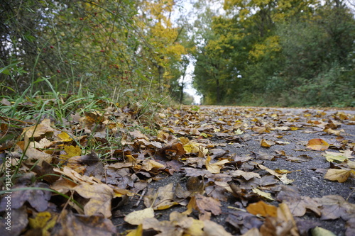 autumn leaves on the road