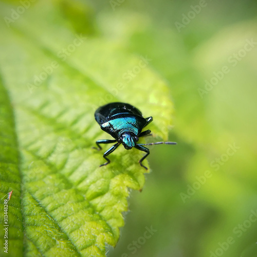 Blue shieldbug, Zicrona caerulea © Elliott Lloyd