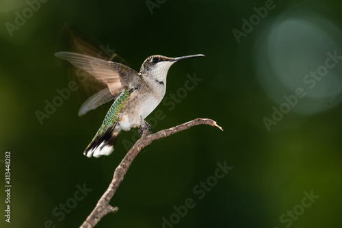 Ruby Throated Hummingbird Perched Delicately on a Slender Twig