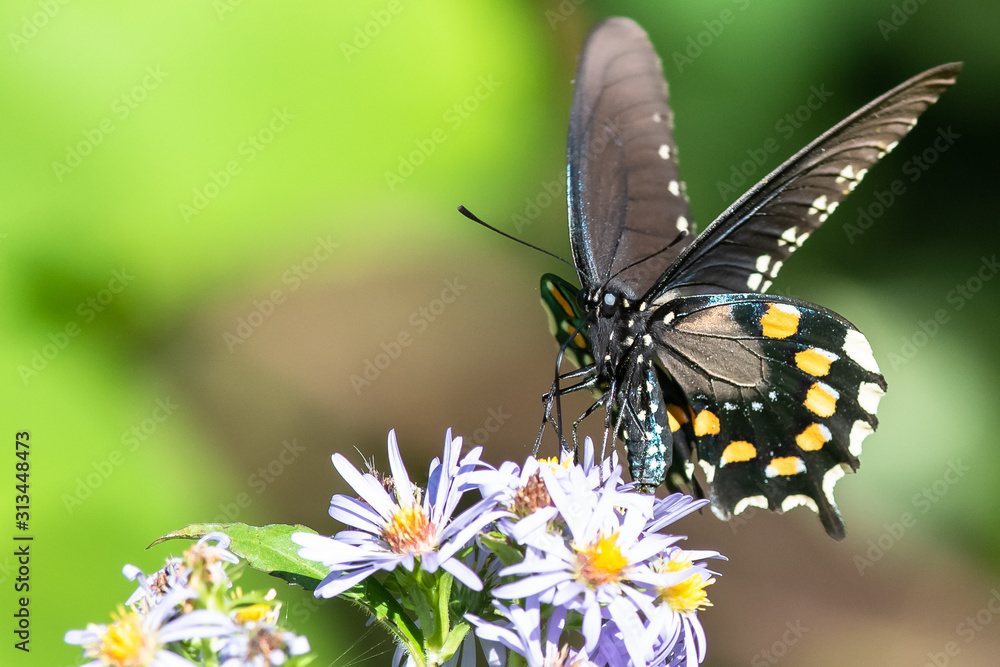 Spicebush Swallowtail Butterfly Sipping Nectar from the Accommodating Flower Spicebush Swallowtail Butterfly Sipping Nectar from the Accommodating Flower