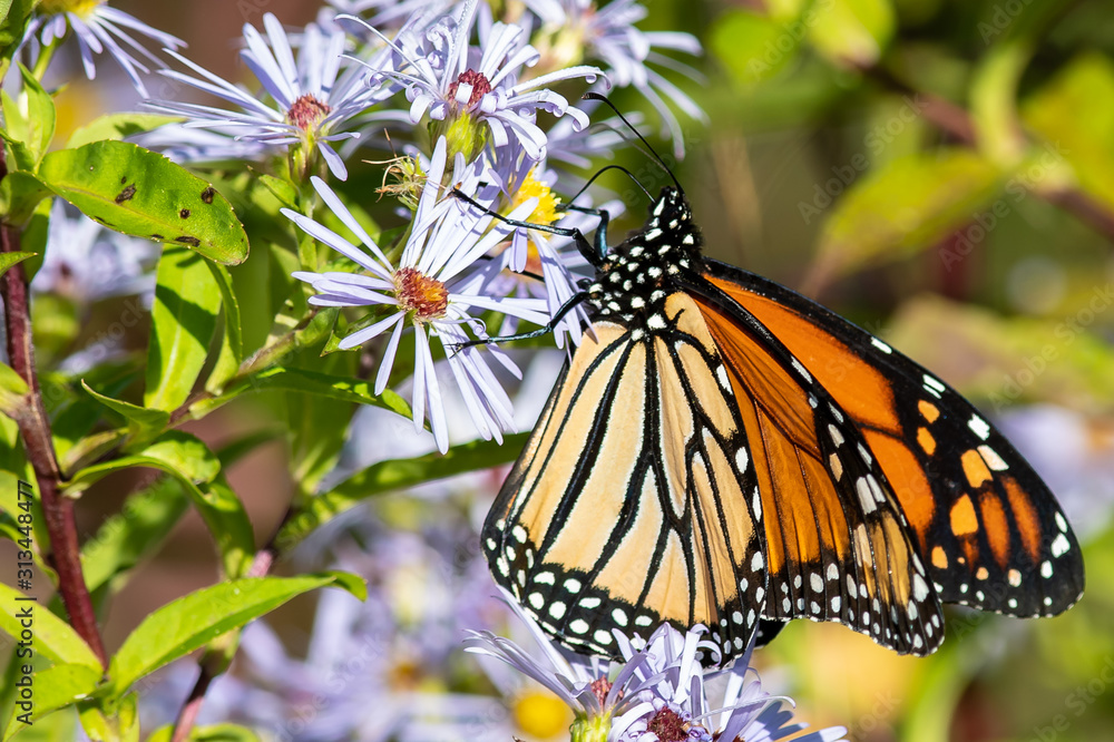 Obraz premium Monarch Butterfly Sipping Nectar from the Accommodating Flower