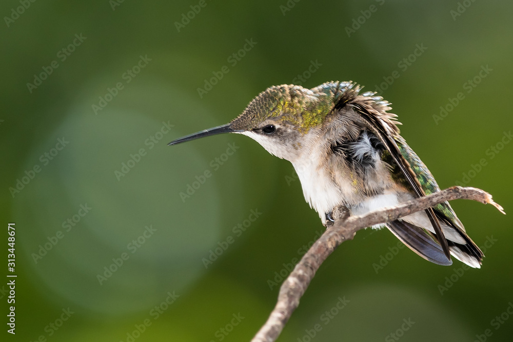 Fototapeta premium Ruby Throated Hummingbird Perched Delicately on a Slender Twig