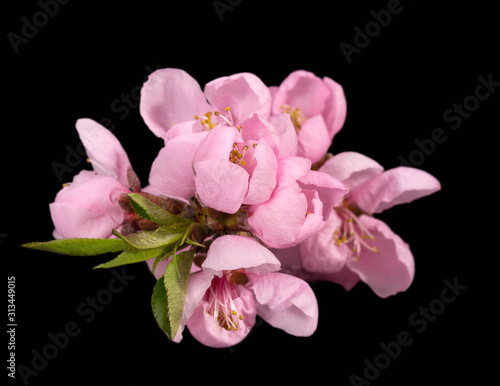 Twig with llowers of blooming flowering peach tree at spring isolated on black background, close up